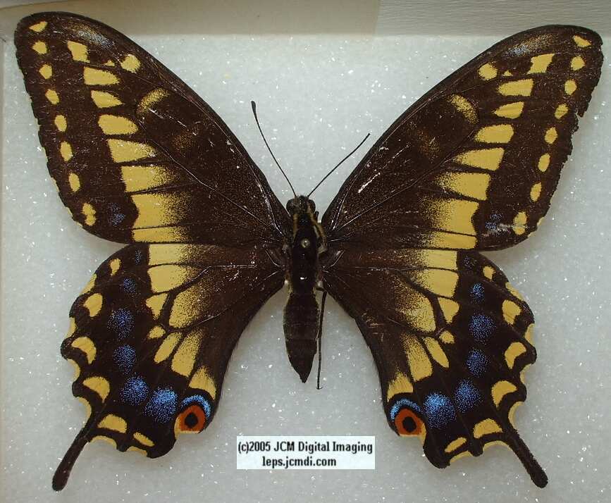 Papilio zelicaon (abberation 128) (Internet Image property of respective owner, non-commercial use only)